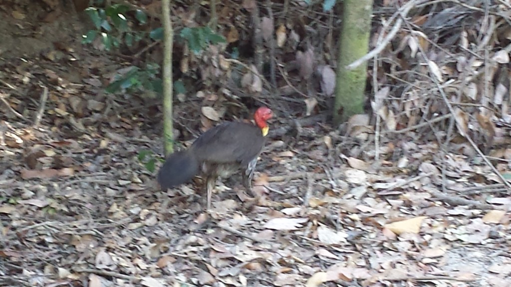 Scrub Turkey